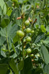 Yellow wild indigo